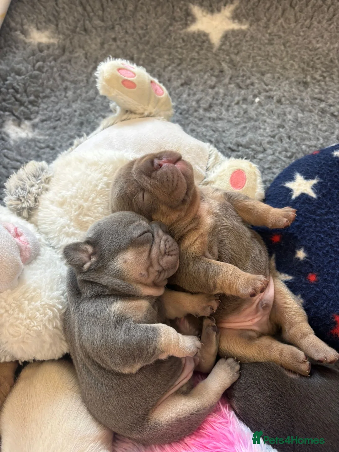 French Bulldog dogs for sale: French bulldog puppies - Advert 3