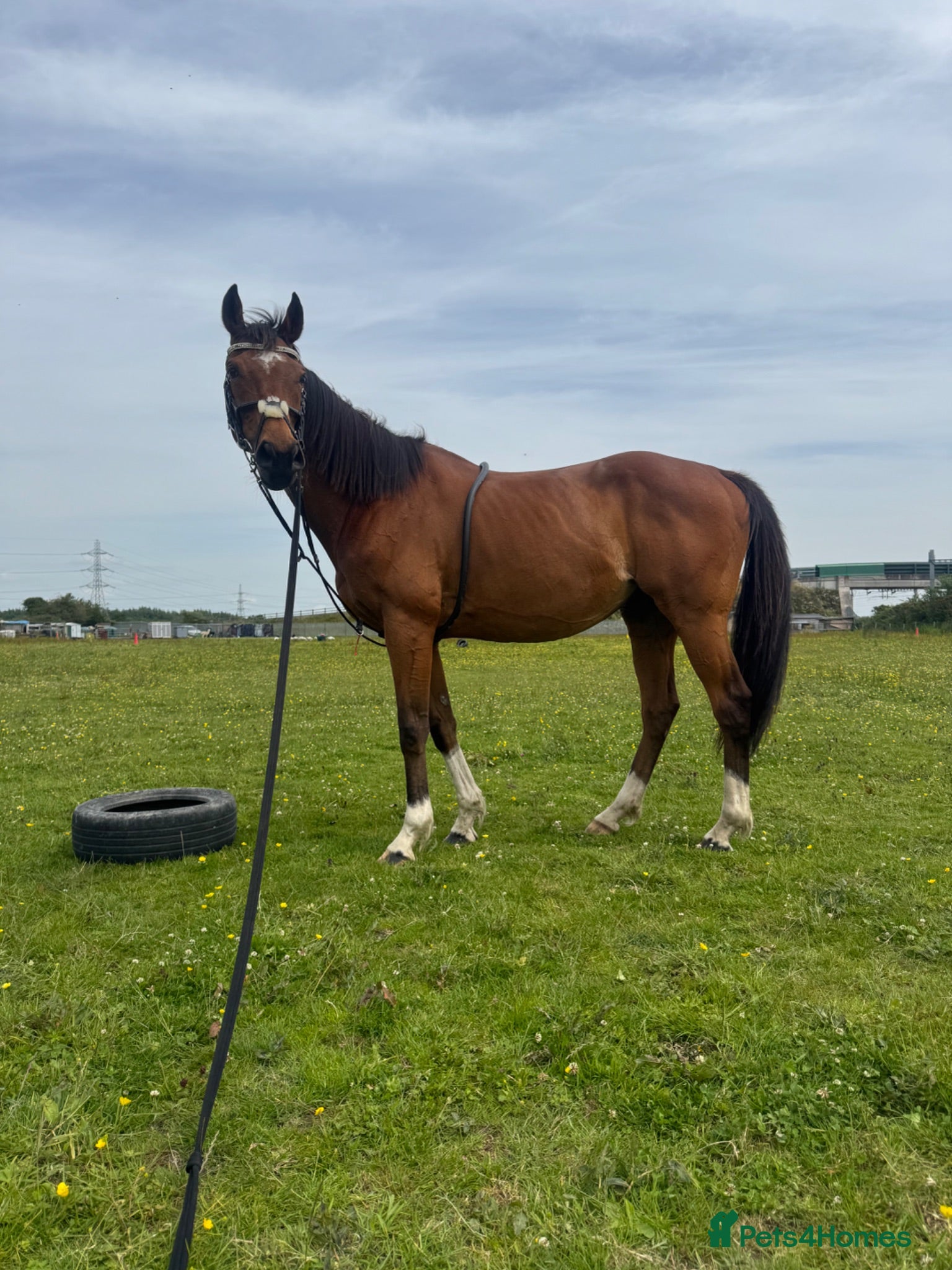 English Thoroughbred horses 16h TB gelding - Advert 1