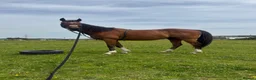 English Thoroughbred horses for sale: 16h TB gelding - Advert 1