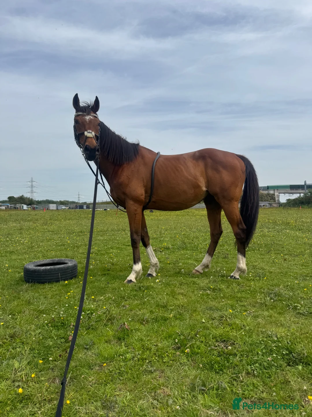 English Thoroughbred horses for sale: 16h TB gelding - Advert 1