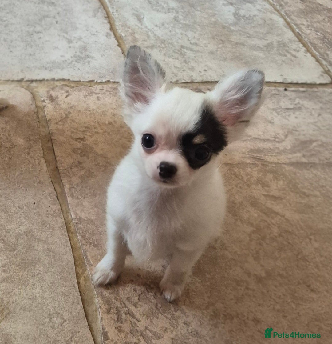 Chihuahua dogs for sale: KC registered dog and bitch pups long and smooth - Advert 4