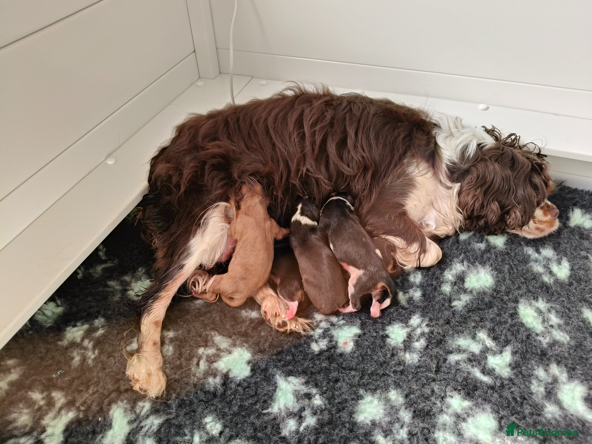 Cavalier King Charles Spaniel dogs Amazing 🤎Chocolate🤎 CKCS born today 25/05/26 - Advert 1