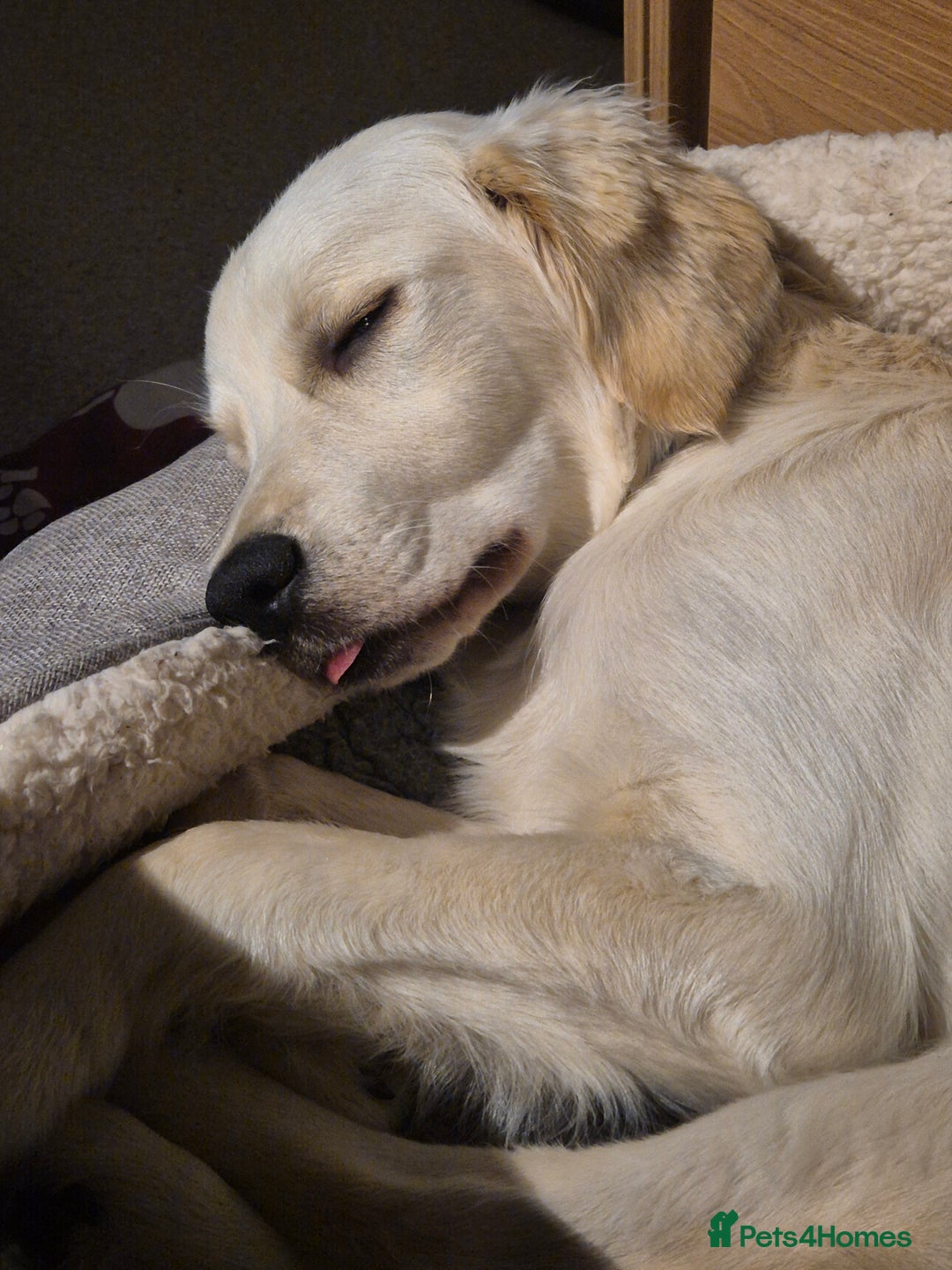 Golden Retriever dogs for sale: Golden retriever 10 months old - Advert 18