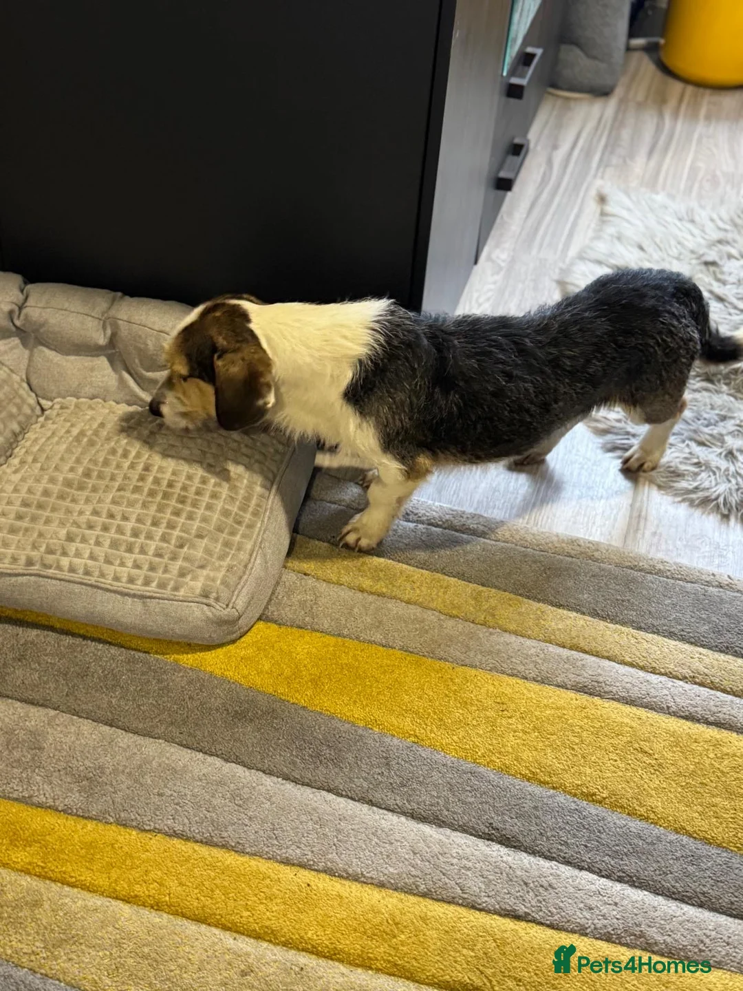 Mixed Breed dogs for adoption: Sweet Rami is looking for LOVE - Advert 12