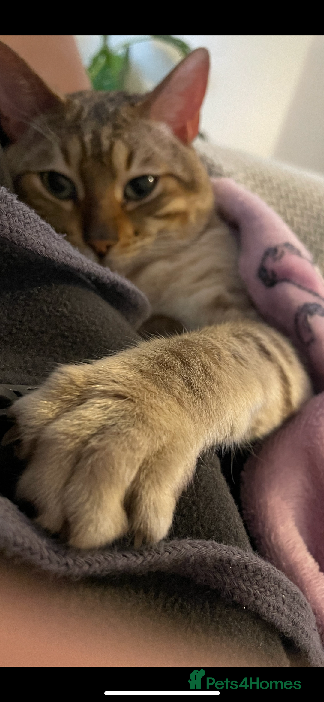 Bengal cats for sale: snow bengal  - Advert 7