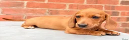 Miniature Dachshund dogs for sale: miniature dachshunds  - Advert 12