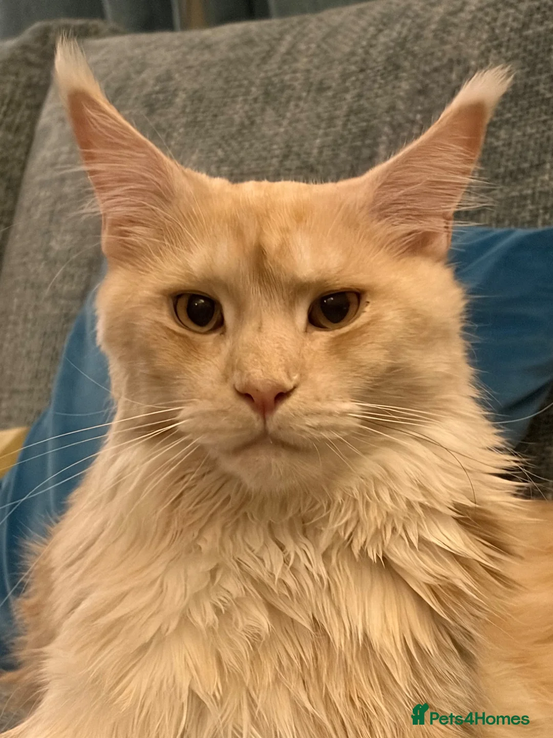 Maine Coon cats for sale: Mother & Son Pedigree Maine Coon Cats - Advert 2