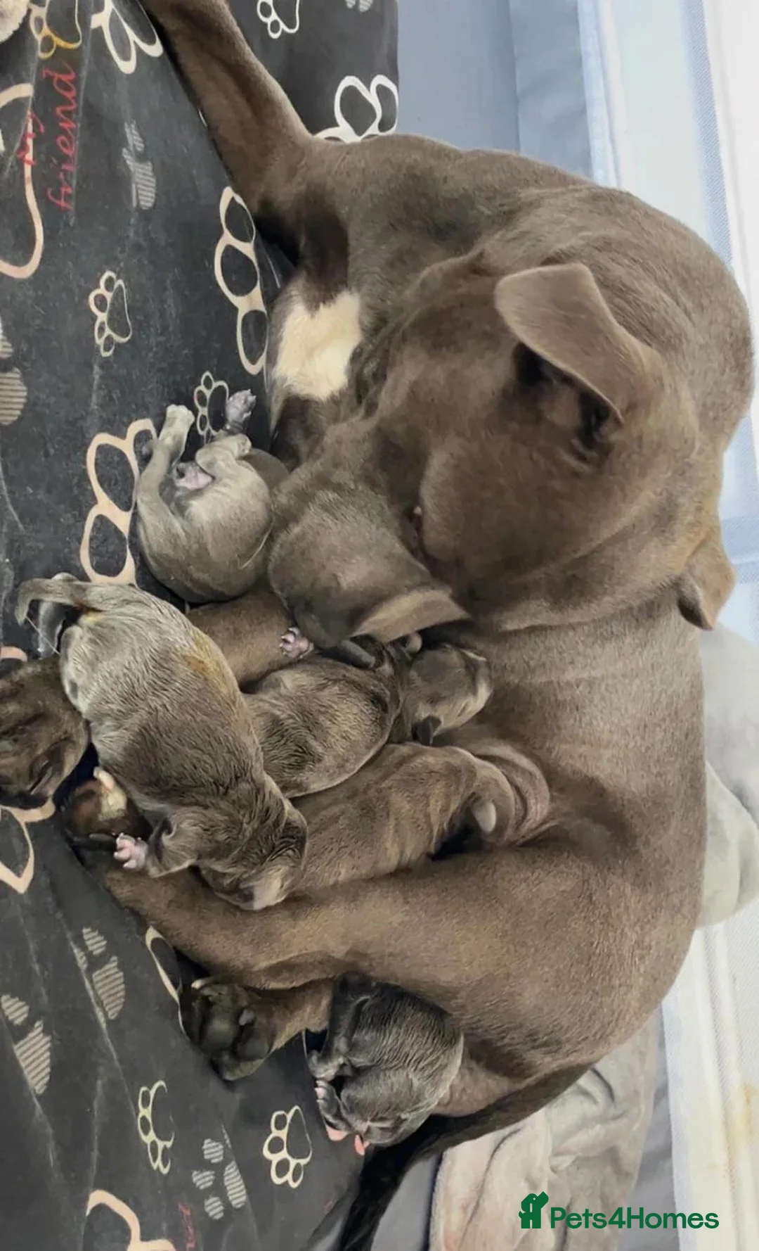 Staffordshire Bull Terrier dogs for sale: Home Raised Blue Staffordshire Bull Terrier Pups in Colchester - Advert 4