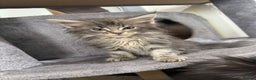 Maine Coon cats for sale: Exceptional Mainecoon Cubs 3 left - Advert 9
