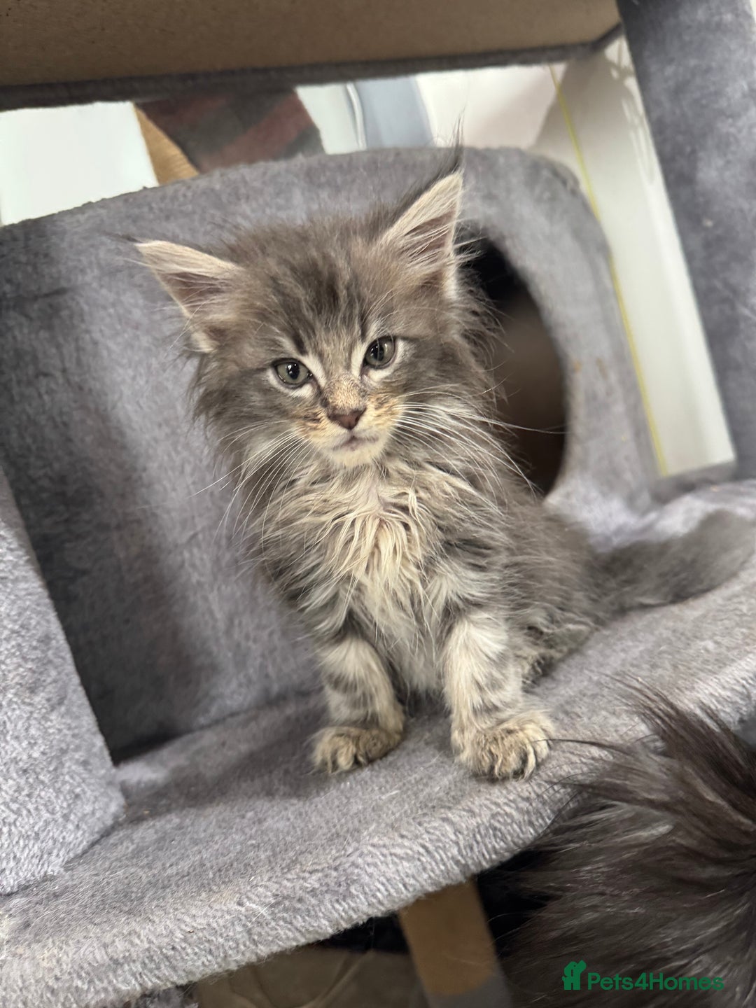 Maine Coon cats for sale: Exceptional Mainecoon Cubs 3 left - Advert 9