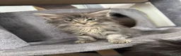 Maine Coon cats for sale: Exceptional Mainecoon Cubs 1 left  - Advert 9