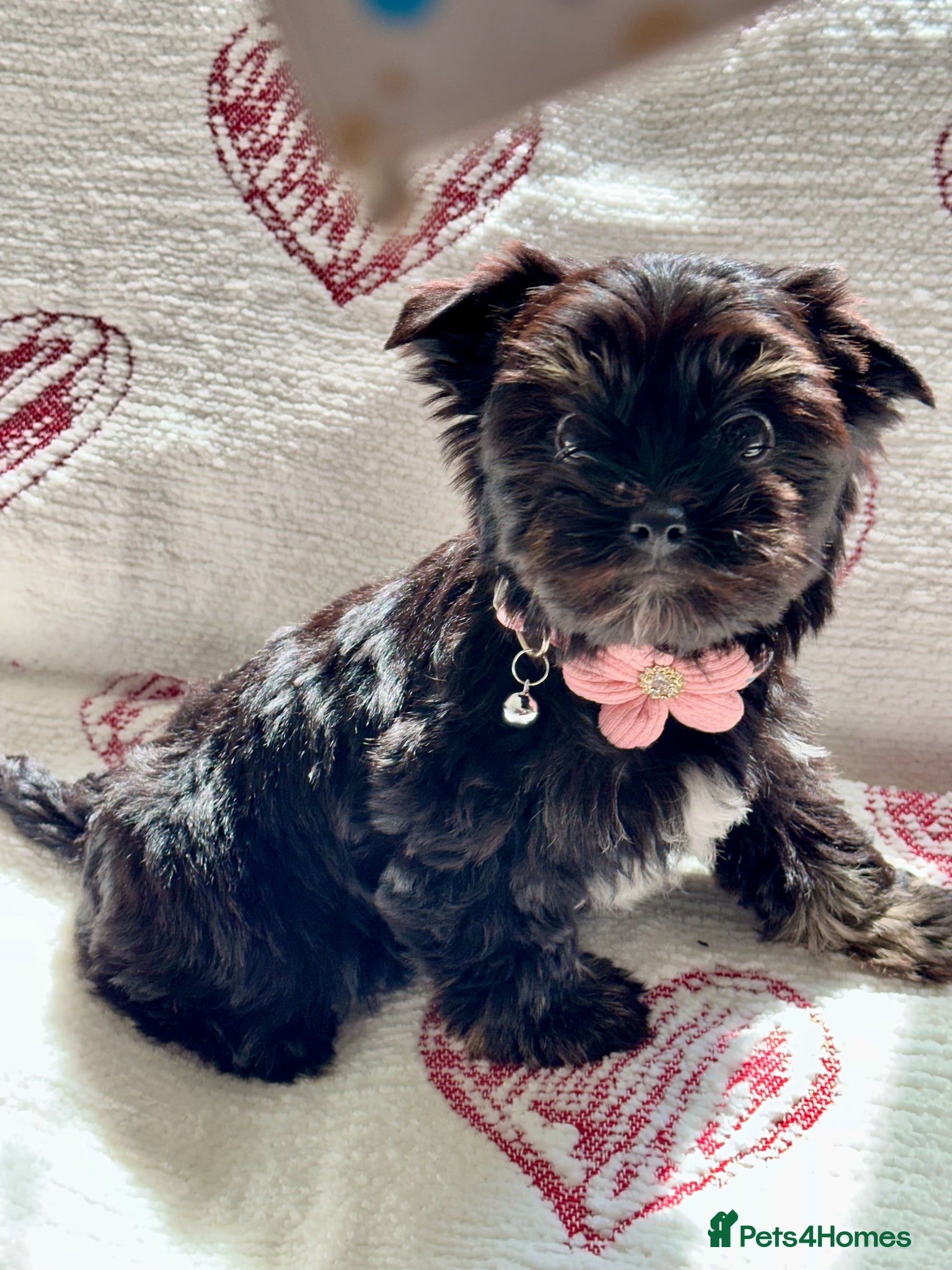 Yorkshire Terrier dogs Biewer Yorkshire Terrier | 5⭐ Licensed | DNA - Advert 2