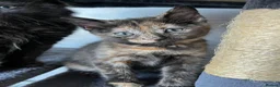 Mixed Breed cats for sale: Lovely kittens ready for loving homes - Advert 3