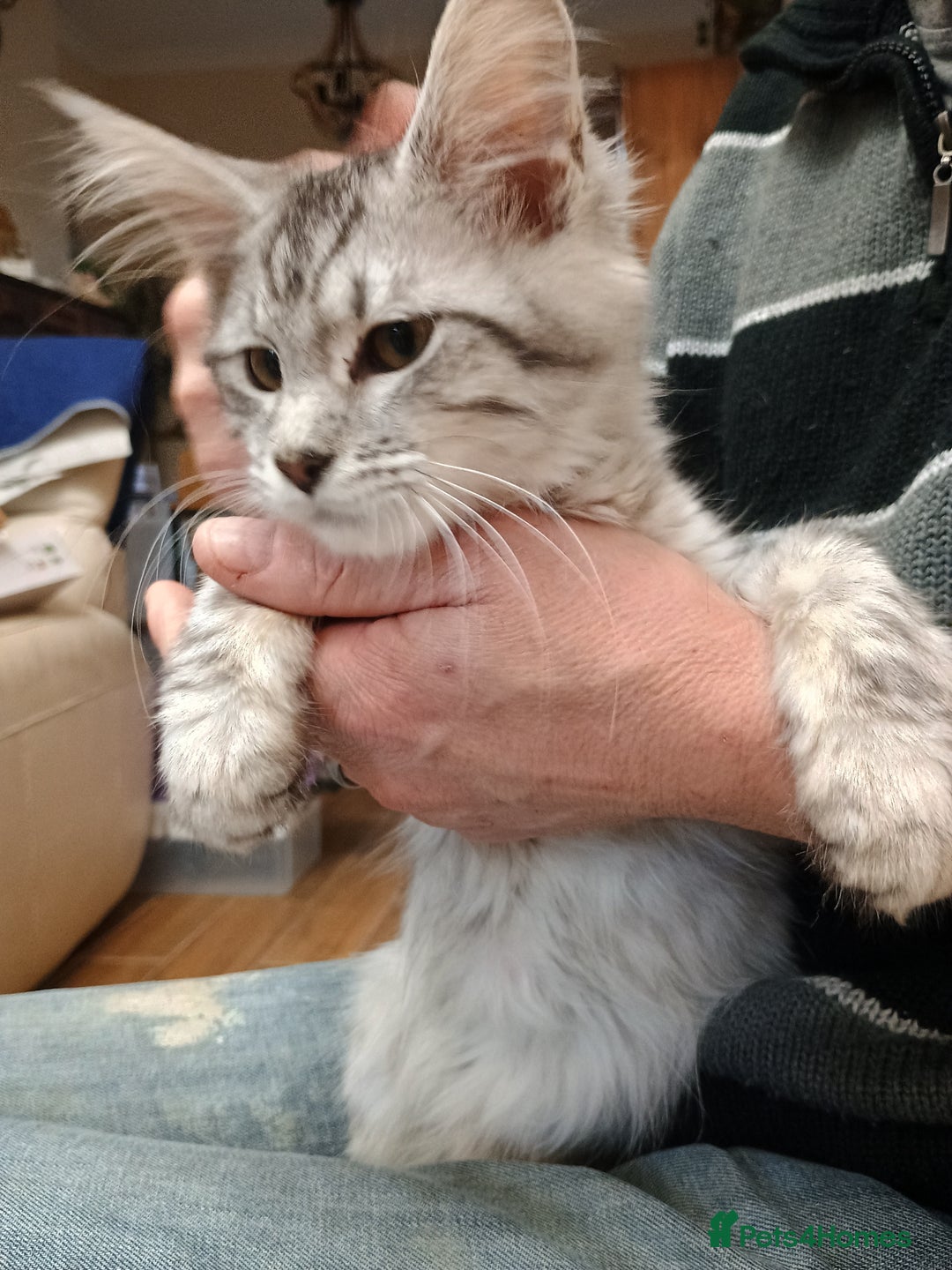 Maine Coon cats for sale: Stunning Maine coone female  - Advert 2