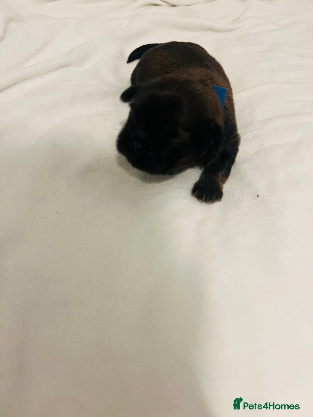 Shih Tzu dogs for sale: KC registered pure breed imperial shihtzu puppies  - Advert 23