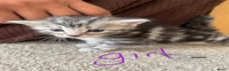 Mixed Breed cats for sale: Spiral tabby kittens 😍 in Hounslow - Advert 2