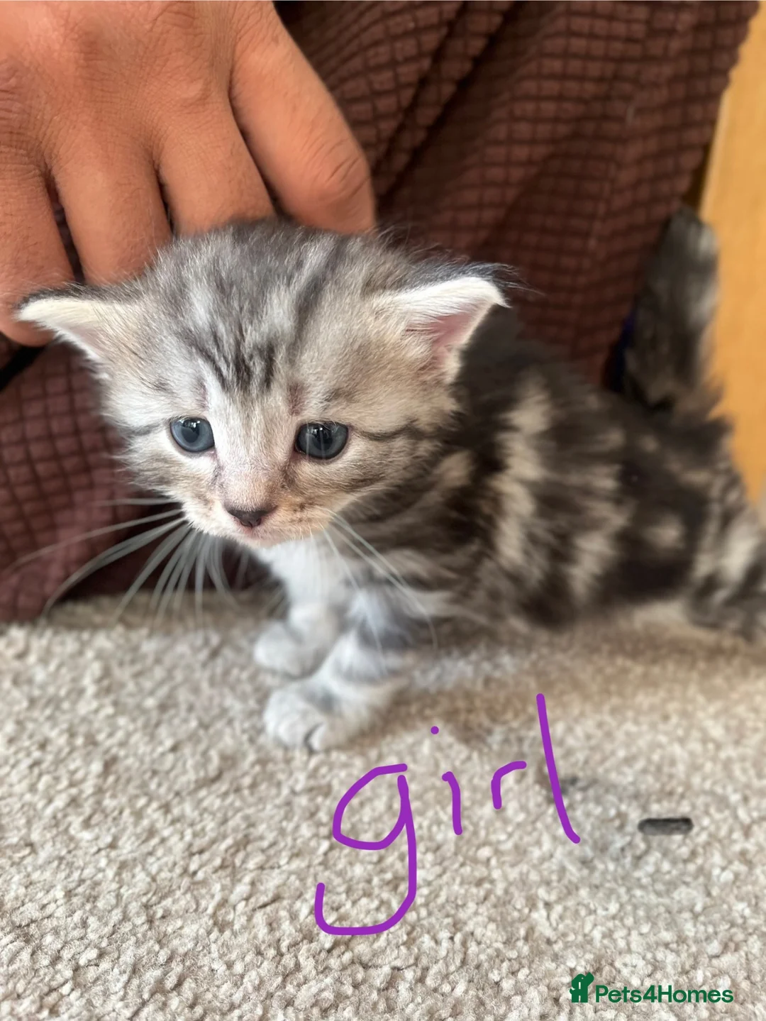 Mixed Breed cats for sale: Spiral tabby kittens 😍 in Hounslow - Advert 2
