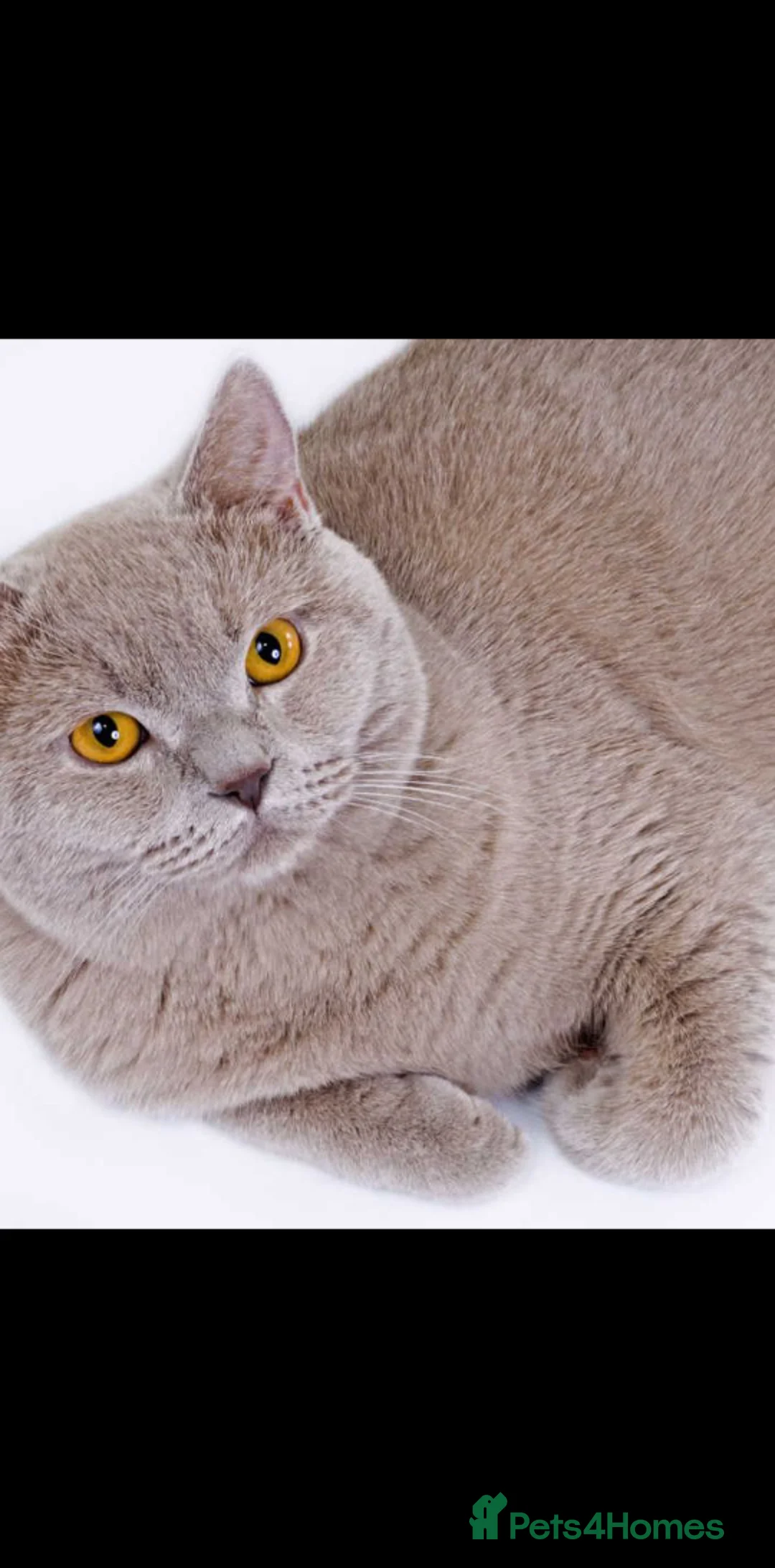British Shorthair cats for sale: Stunning lilac British shorthair kittens - Advert 1