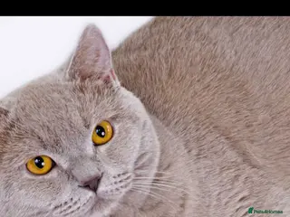 British Shorthair cats Stunning lilac British shorthair kittens - Advert 2