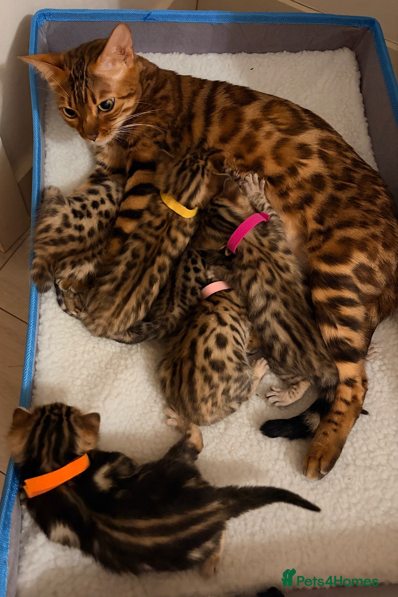 Bengal cats for sale: 🐾 6 BEAUTIFUL BENGAL KITTENS 🐈‍⬛ 🐾  - Advert 24