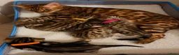 Bengal cats for sale: 🐾 6 BEAUTIFUL BENGAL KITTENS 🐈‍⬛ 🐾  - Advert 2