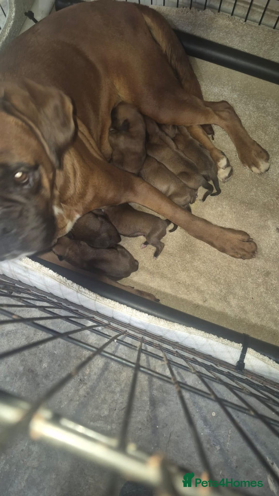Boxer dogs for sale: 5 Beautiful KC Registered Boxer Puppies - Image 6