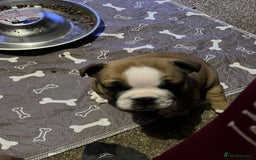 English Bulldog dogs for sale: 💙💗 exceptional English bulldog puppies 💗 💙  - Image 19