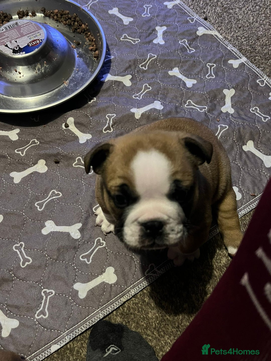 English Bulldog dogs for sale: 💙💗 exceptional English bulldog puppies 💗 💙  - Image 19