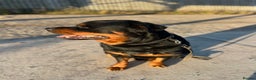 Rottweiler dogs for sale: Selling my Rottweiler  - Advert 4
