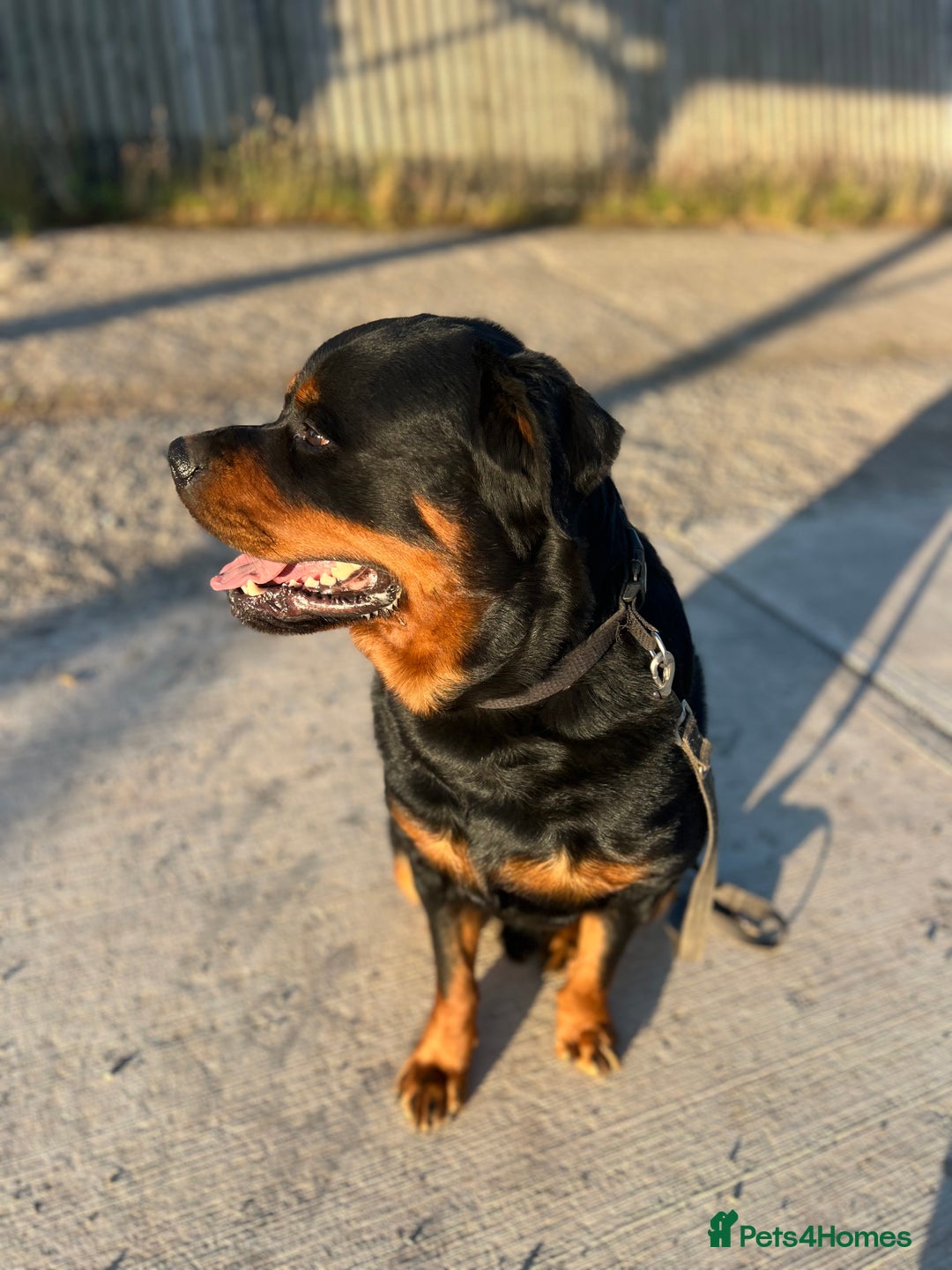 Rottweiler dogs for sale: Selling my Rottweiler  - Advert 4
