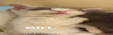 Mixed Breed 4