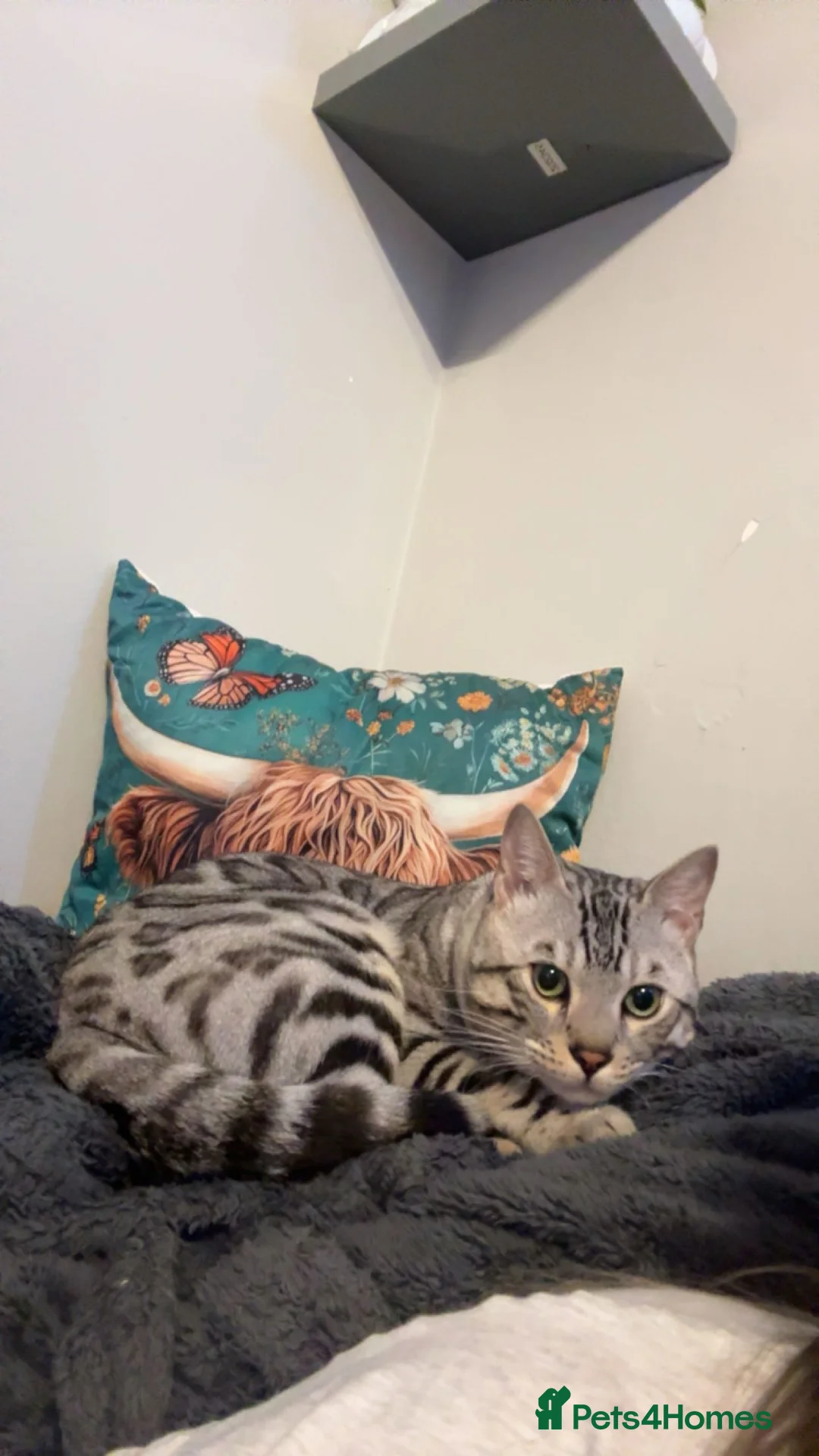 Bengal cats for stud: Juicy Jax for stud  - Advert 9