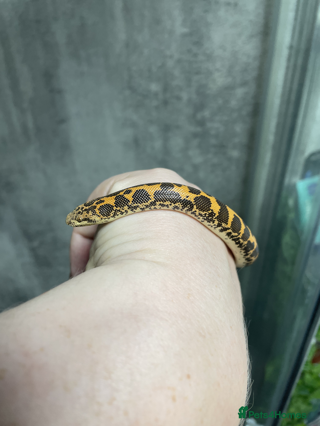 Snake reptiles for sale: Three Snakes + Madagascan Hissing Roaches - Image 6