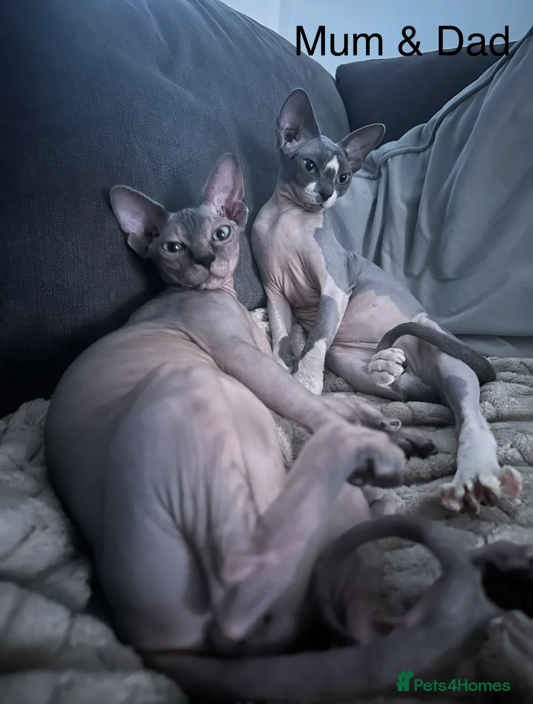 Sphynx cats for sale: Beautiful sphynx kittens from a mum and dad home - Advert 4