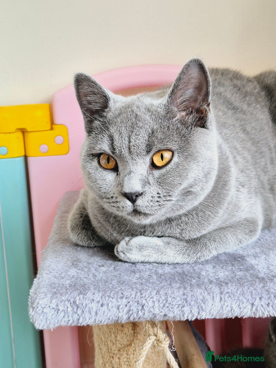 British Shorthair cats for sale: Beutiful British short hair cross kittens  - Advert 2