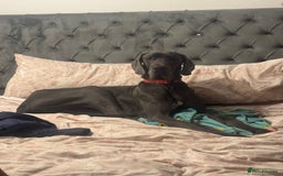 Great Dane dogs for stud: Stud only  - Image 1