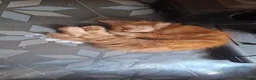 Maine Coon cats for sale: Pedigree full maine coons  - Advert 3