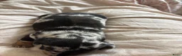 Dachshund dogs for sale: Dachshund puppies - Advert 3