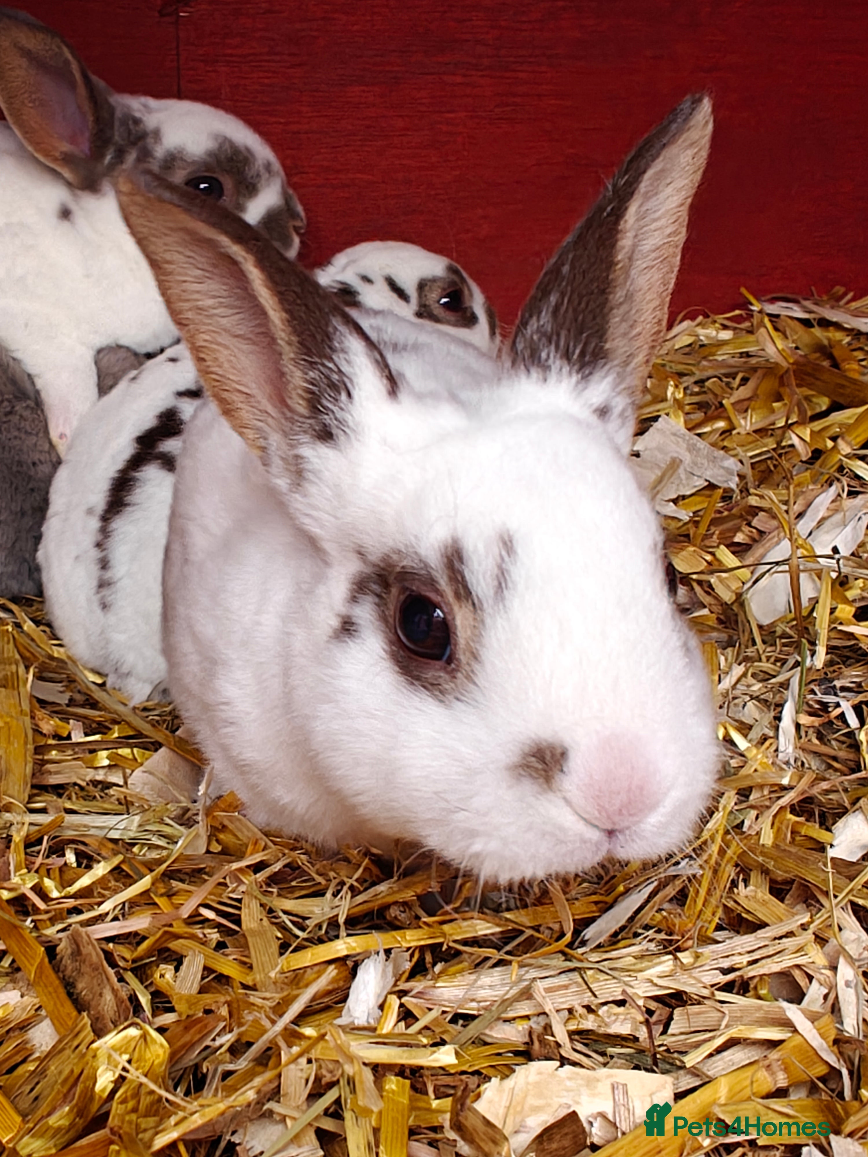 Rex rabbits Mini Rex Does - Advert 2