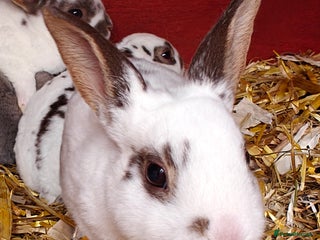 Rex rabbits Mini Rex Does - Advert 6