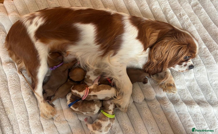 Cavalier King Charles Spaniel dogs - Advert 2