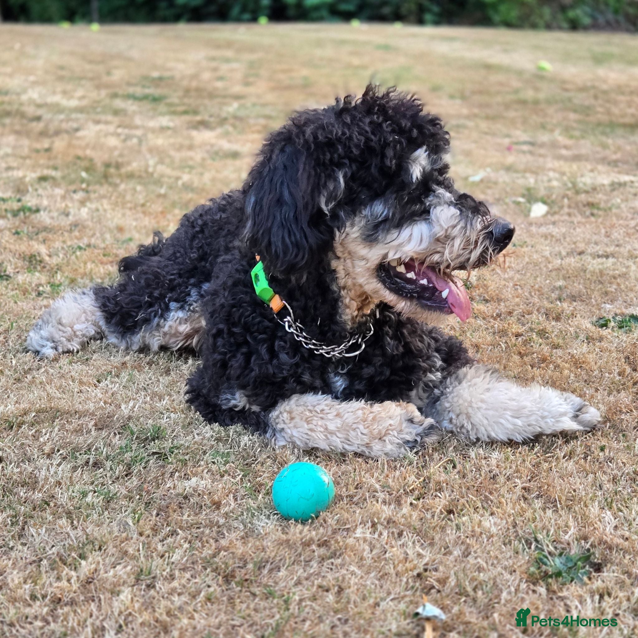 Bernedoodle dogs Bernedoodle  - Advert 7