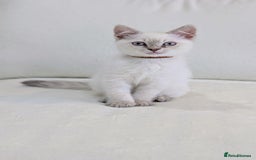 British Shorthair cats for sale: 🐾 Gorgeous British Shorthair Kittens 🐾 Pointed! - Image 7