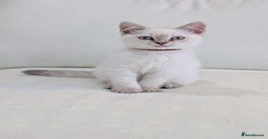 British Shorthair cats - Advert 16