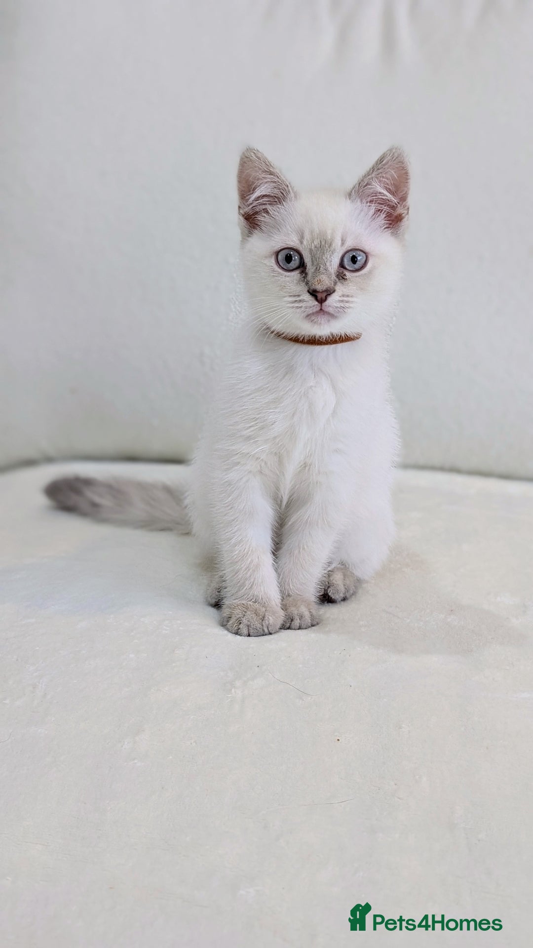 British Shorthair cats for sale: 🐾 Gorgeous British Shorthair Kittens 🐾 Pointed! - Image 7