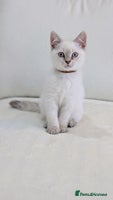 British Shorthair cats - Advert 16