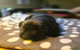 Labrador Retriever dogs for sale: Beautiful Labradors. Ready in time for Christmas - Image 4