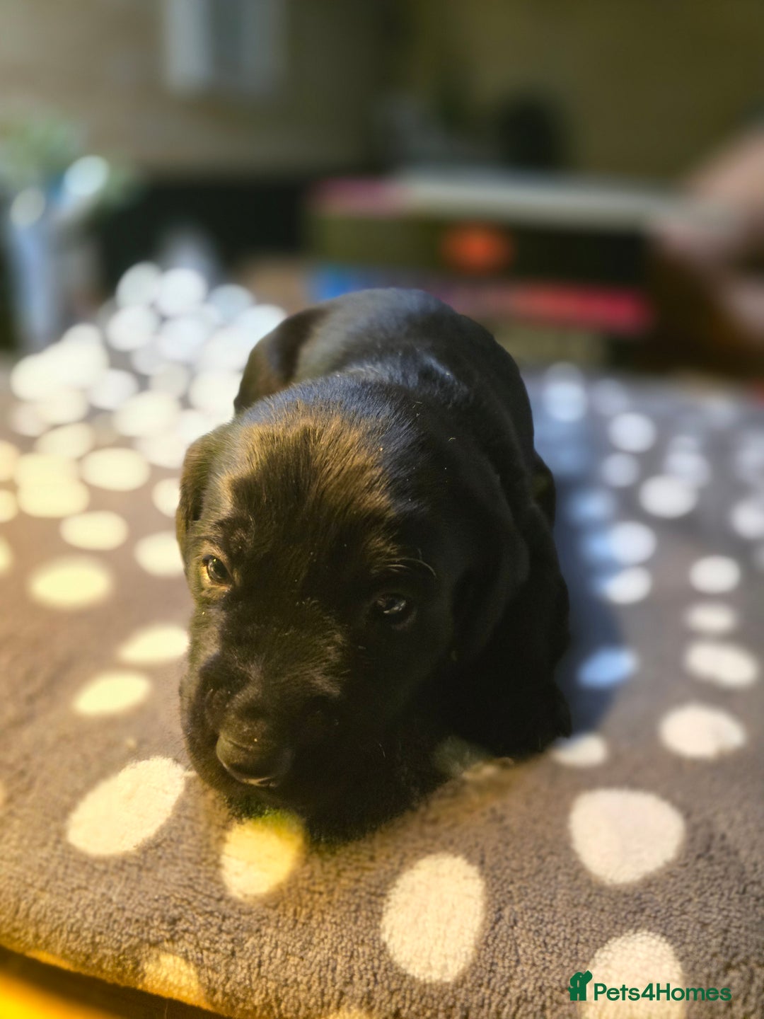 Labrador Retriever dogs for sale: Beautiful Labradors. Ready in time for Christmas - Image 4