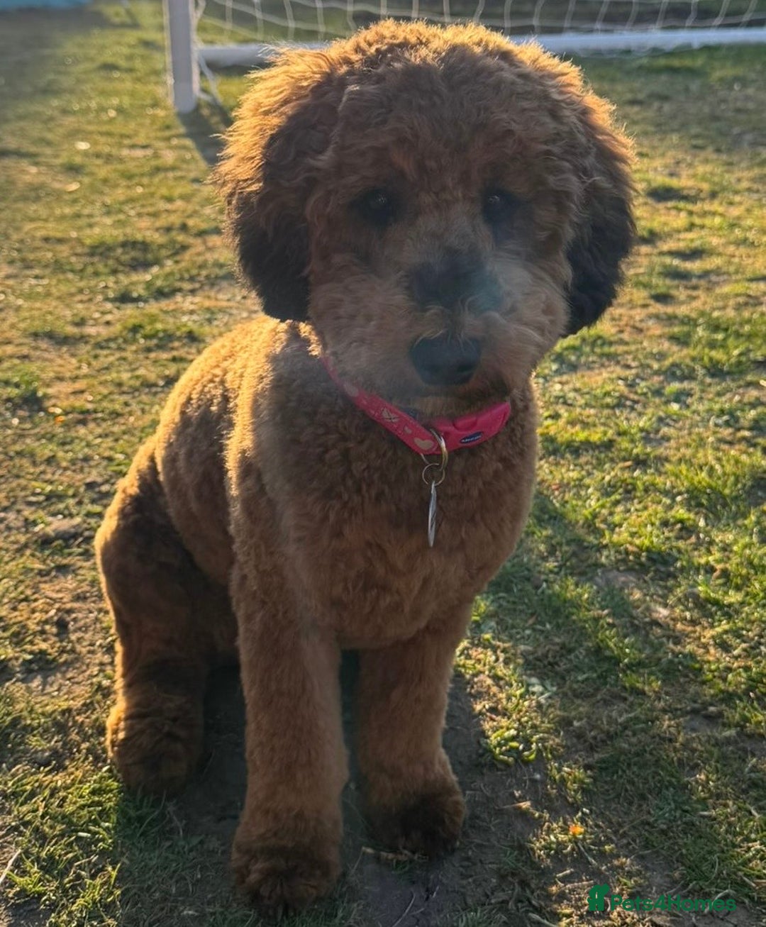 Cockapoo dogs for sale: Cockapoo  - Image 2