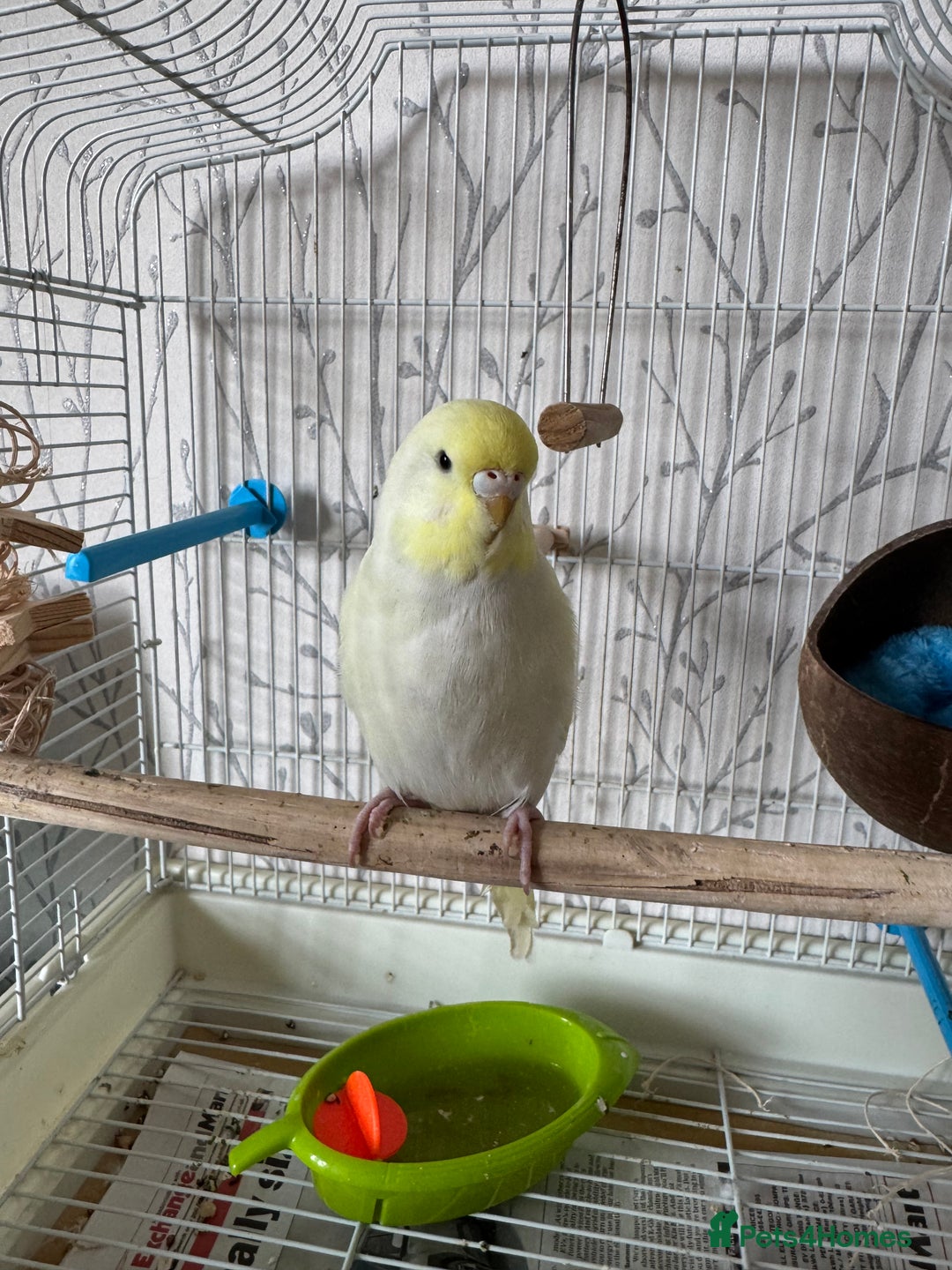 Budgerigars birds for sale: Female yellow lutino budgie - Image 4